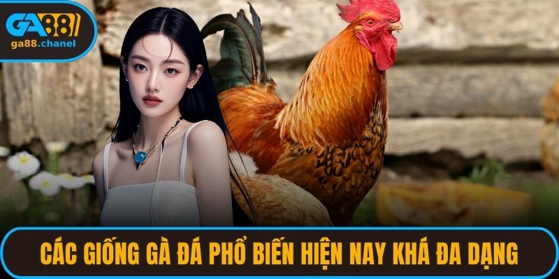 Các giống gà đá phổ biến hiện nay khá đa dạng