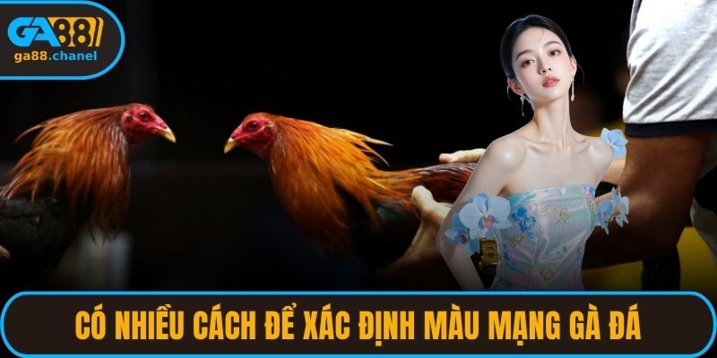 Có nhiều cách để xác định màu mạng gà đá