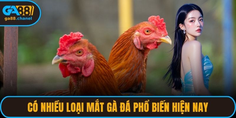 Có nhiều loại mắt gà đá phổ biến hiện nay