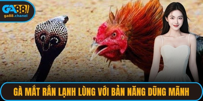 Gà mắt rắn lạnh lùng với bản năng chiến đấu dũng mãnh