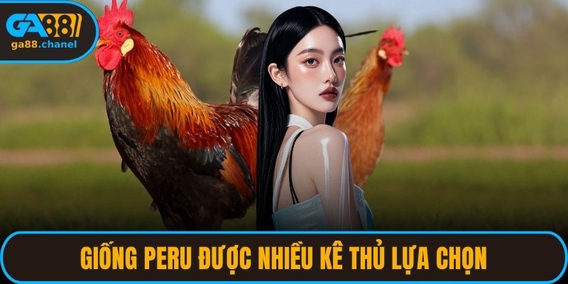 Giống Peru được nhiều kê thủ lựa chọn