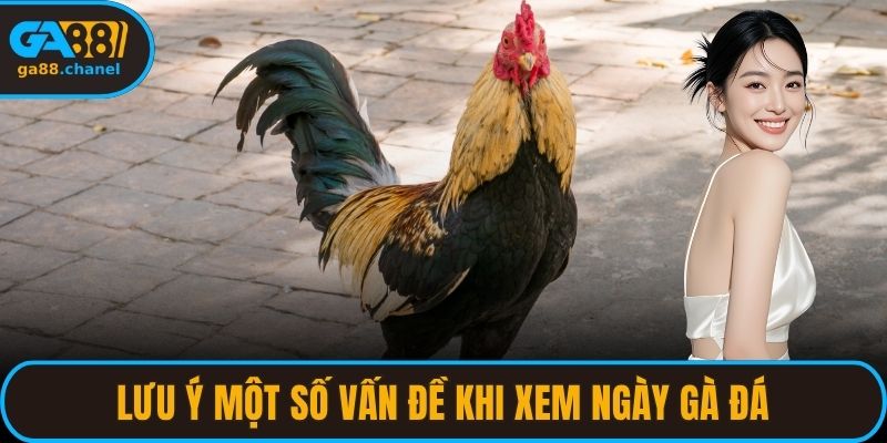 Lưu ý một số vấn đề khi xem ngày gà đá