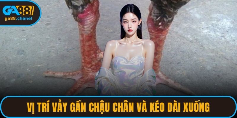 Vị trí vảy gần chậu chân và kéo dài xuống