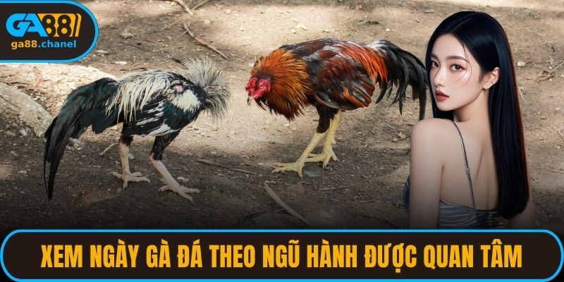 Xem ngày gà đá theo ngũ hành được nhiều người quan tâm
