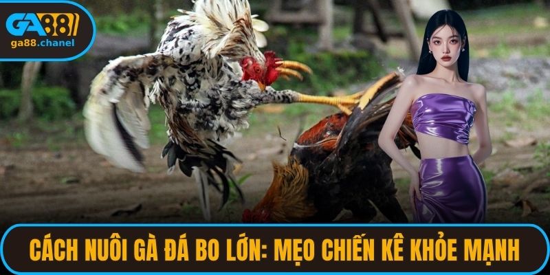 cách nuôi gà đá bo lớn