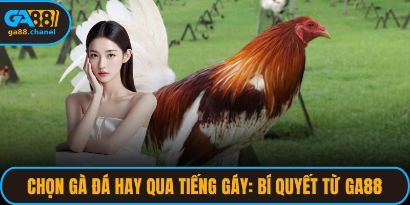 chọn gà đá hay qua tiếng gáy