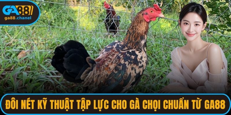 Đôi nét kỹ thuật tập lực cho gà chọi chuẩn từ GA88