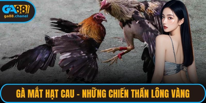gà mắt hạt cau