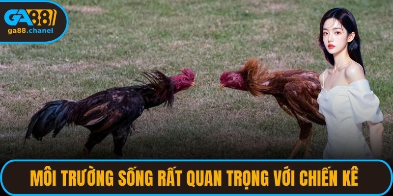 Môi trường sống rất quan trọng với chiến kê khi cược