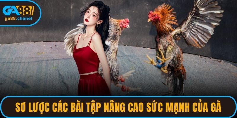Sơ lược các bài tập nâng cao sức mạnh của gà