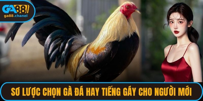 Sơ lược chọn gà đá hay qua tiếng gáy cho người mới