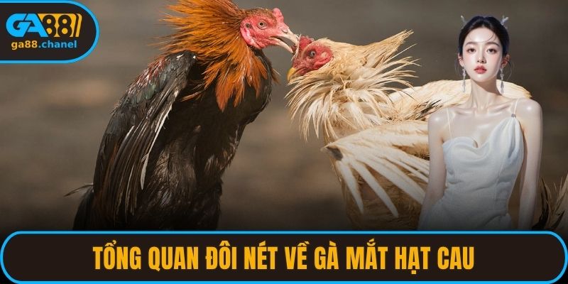 Tổng quan đôi nét về gà mắt hạt cau
