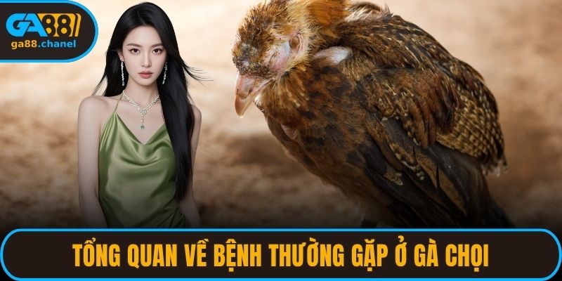 Tổng quan về bệnh thường gặp ở gà chọi