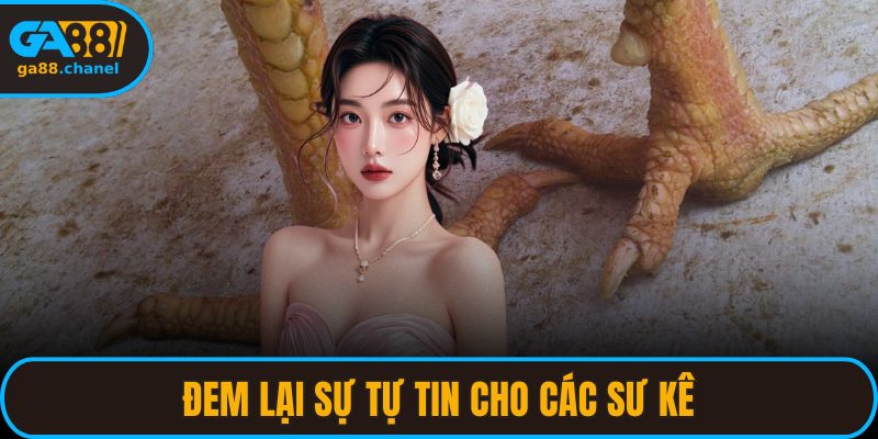 Đem lại sự tự tin cho các sư kê