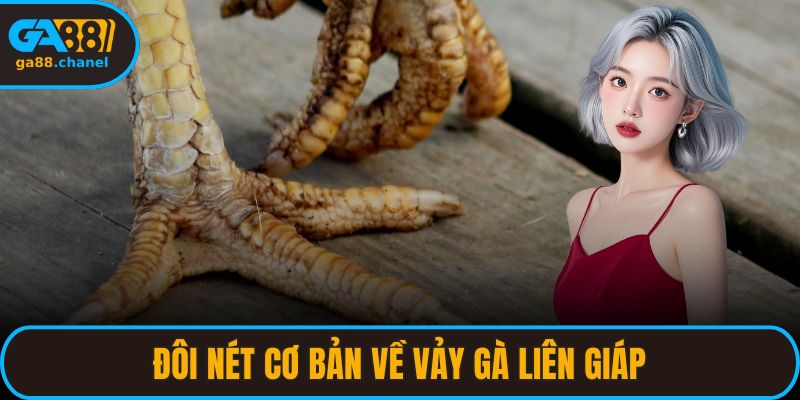 Đôi nét cơ bản về vảy gà liên giáp