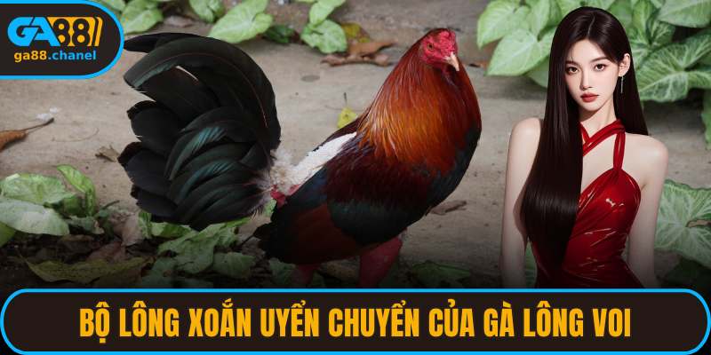 Bộ lông xoắn uyển chuyển của gà lông voi