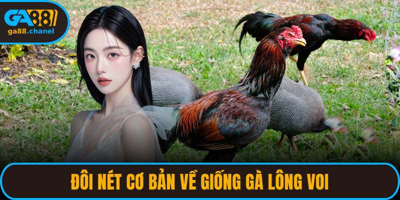 Đôi nét cơ bản về giống gà lông voi