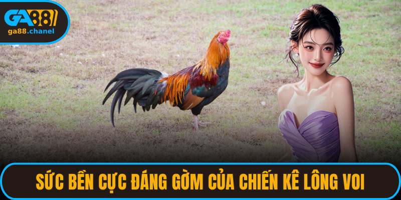 Sức bền cực đáng gờm của chiến kê lông voi